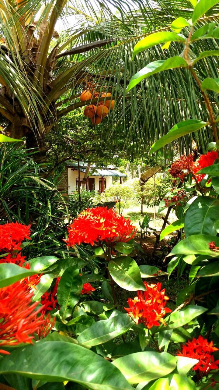 Sigiri Picaso Home Stay Σιγκιρίγια Εξωτερικό φωτογραφία